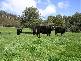 . Liena Road, Mole Creek TAS 7304