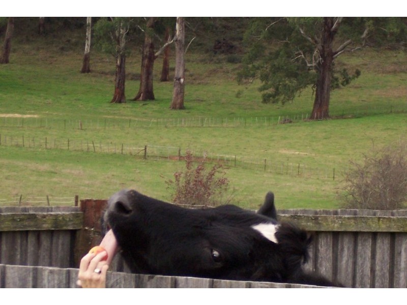 2  Hall Street, Mole Creek TAS 7304