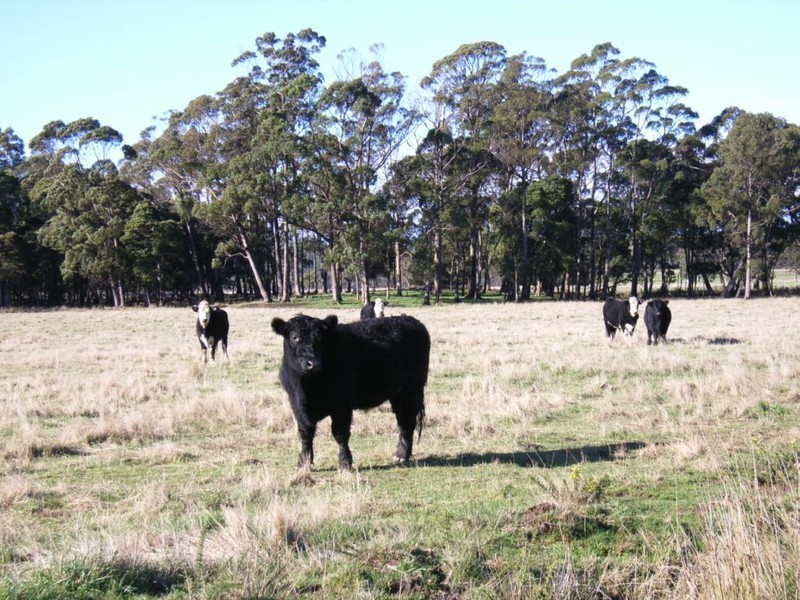 490 Weetah Road, Weetah TAS 7304