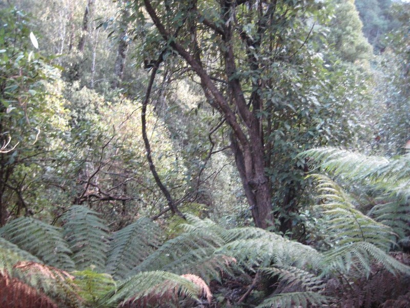 1140 Bogan Road, Golden Valley TAS 7304