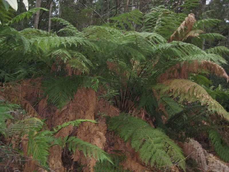 . Highland Lakes Road, Golden Valley TAS 7304