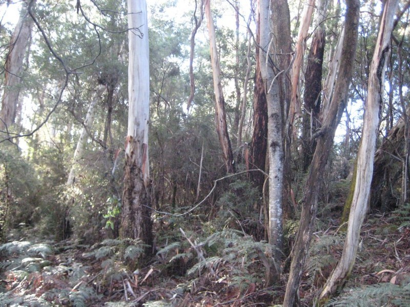 Lot 3 Hill Street, Elizabeth Town TAS 7304