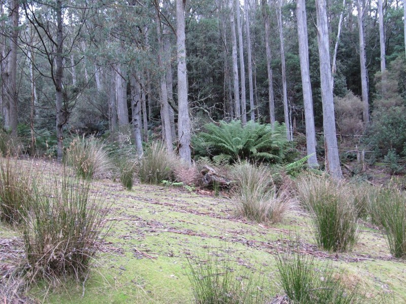 141 Tier View Road, Golden Valley TAS 7304