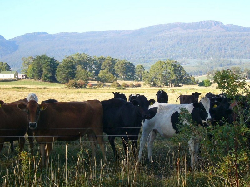 79 Bayles Road, Caveside TAS 7304