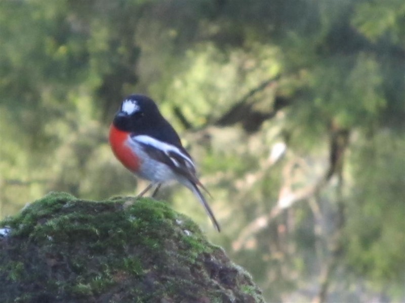 13567 Highland Lakes Road, Golden Valley TAS 7304