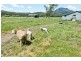 139 Maroneys Road, Quamby Brook TAS 7304