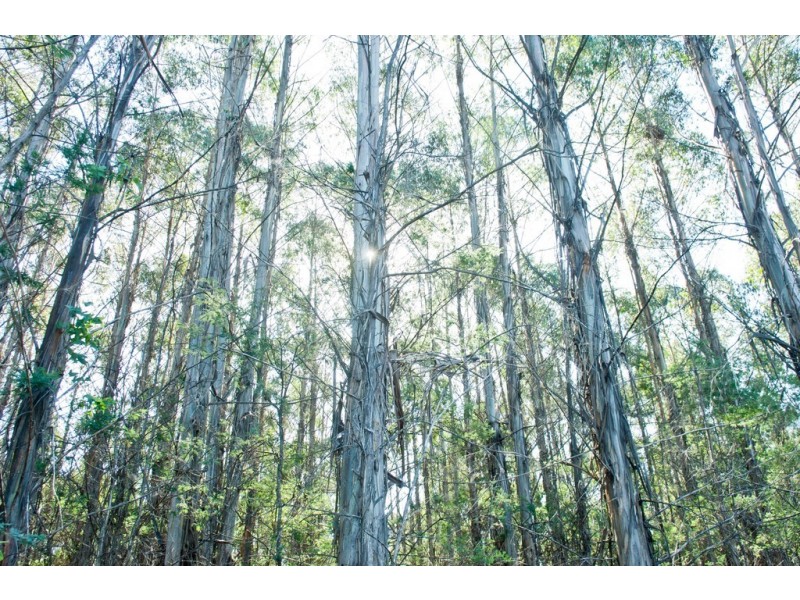 474 River Road, Reedy Marsh TAS 7304