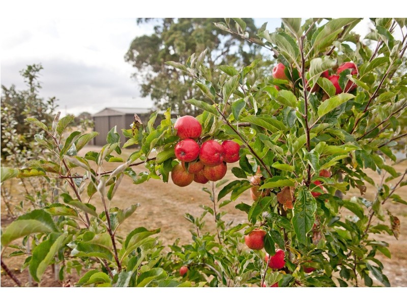 39 Marriott Street, Westbury TAS 7303