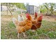 976 Claude Road, Claude Road TAS 7306