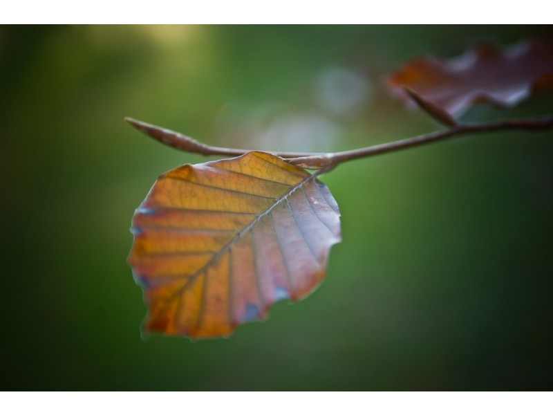 798 Black Hills Road, Westbury TAS 7303