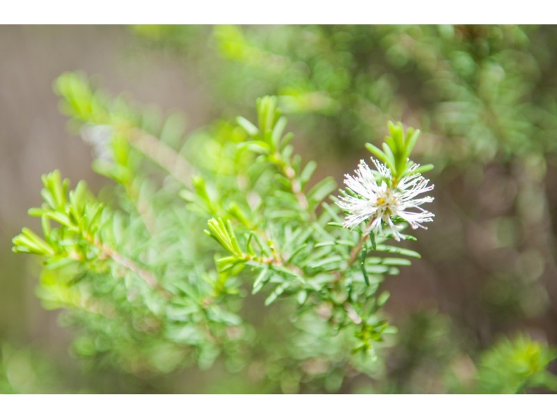 0 Bradys Plain Road, Parkham TAS 7304