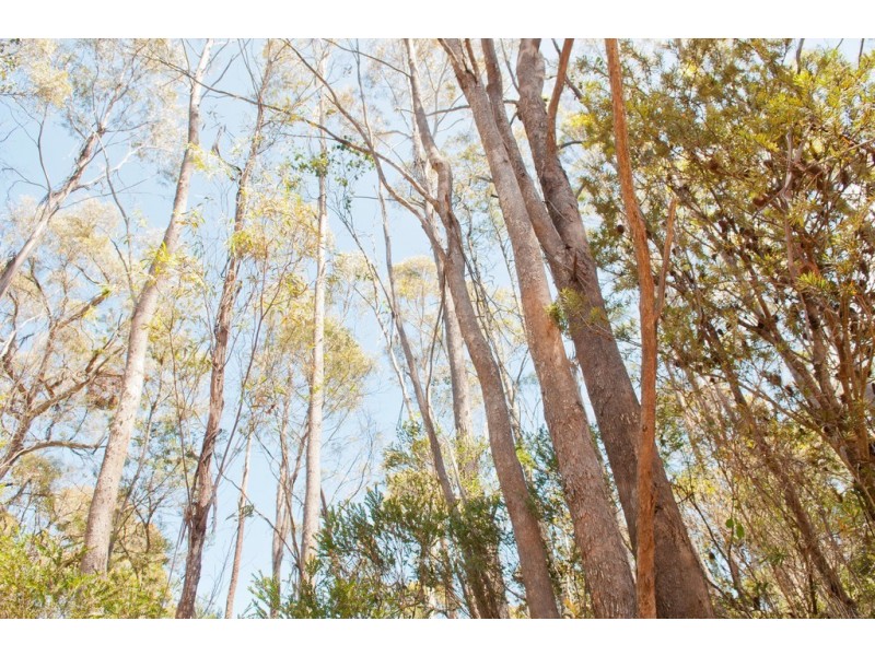0 Bradys Plain Road, Parkham TAS 7304