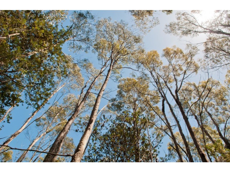 0 Bradys Plain Road, Parkham TAS 7304
