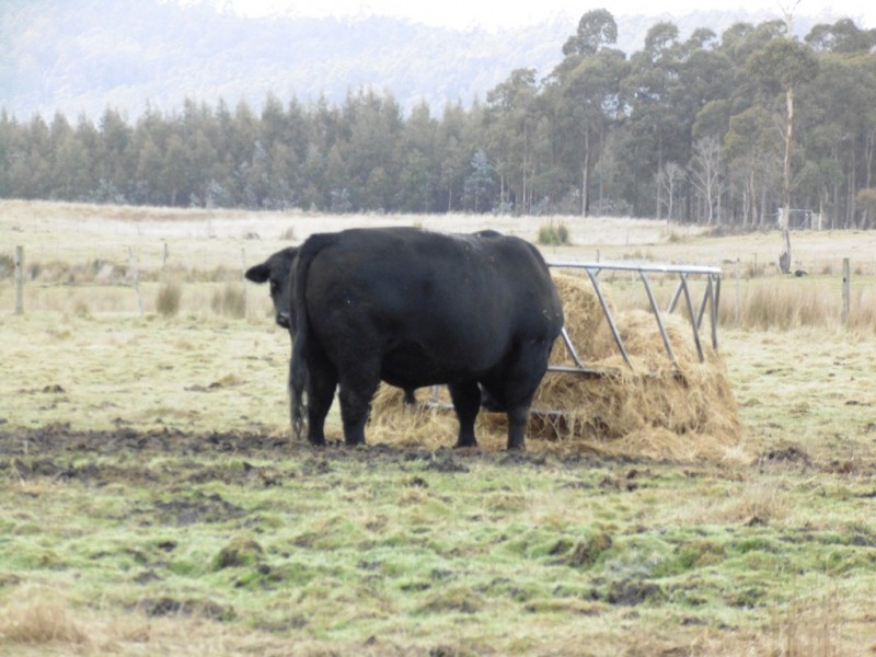 519 Felmingham Road, Parkham TAS 7304