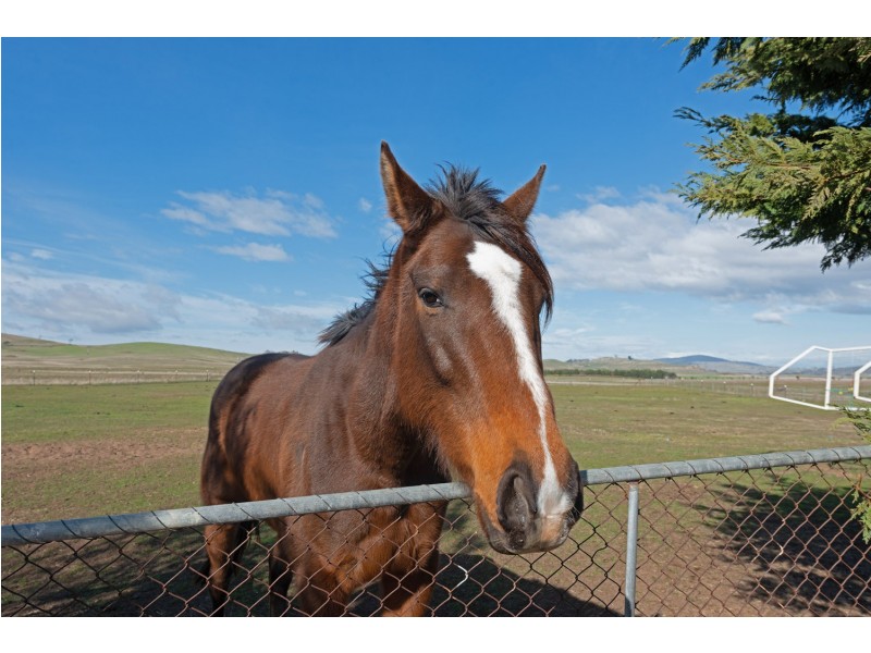 518 York Plains Road, York Plains TAS 7120