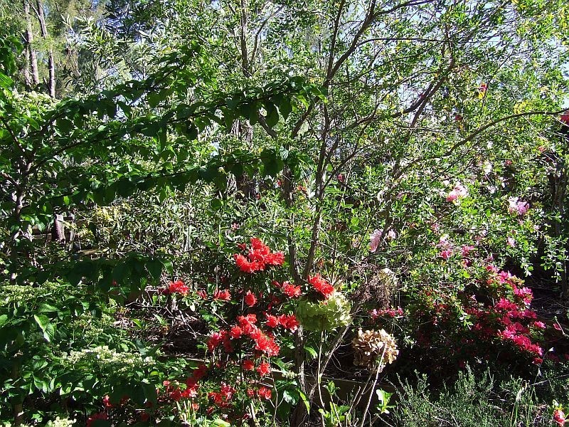 13 Cedar Street, Lindisfarne TAS 7015