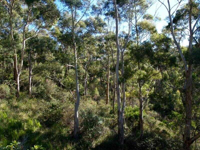 106 Summerleas Road, Fern Tree TAS 7054