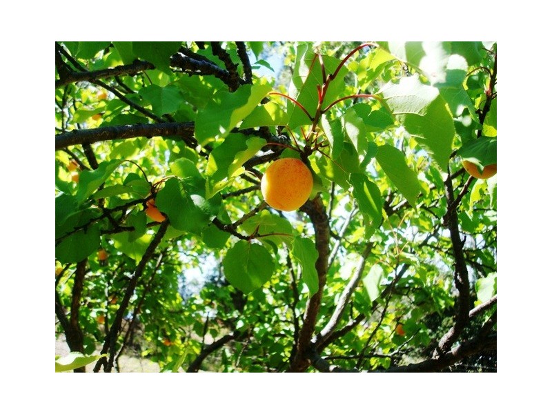 31  George Street, Dulcot TAS 7025