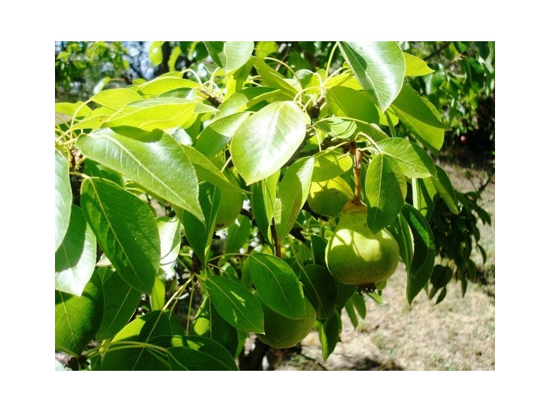 31  George Street, Dulcot TAS 7025