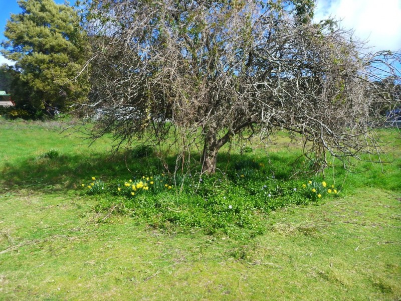 19 Douglas St, Beaconsfield TAS 7270