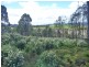 349 Nettlefolds Road, Holwell TAS 7275