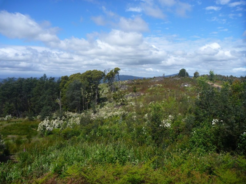 349 Nettlefolds Road, Holwell TAS 7275
