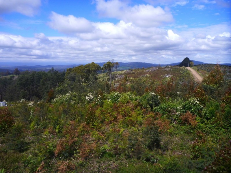 349 Nettlefolds Road, Holwell TAS 7275