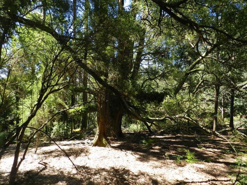 511 West Calder Road, Calder TAS 7325
