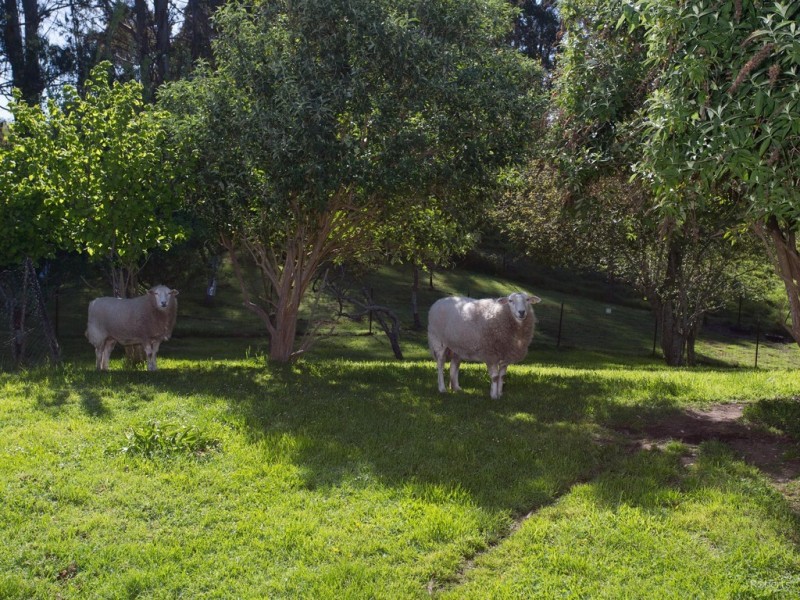 12 Quigleys Road, Holwell TAS 7275