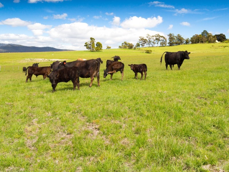 Lot 1, 42 Clarence Point Rd, Clarence Point TAS 7270