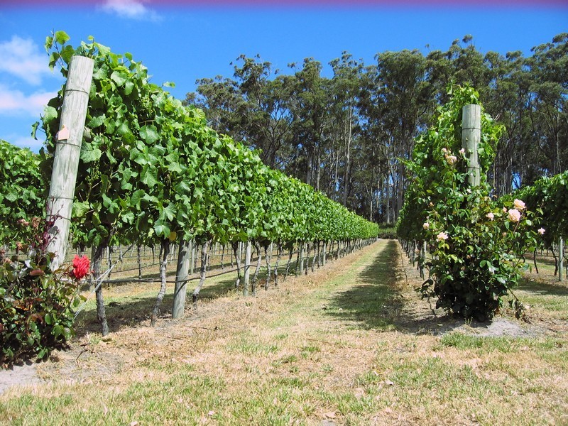 3343 West Tamar Highway, Sidmouth TAS 7270