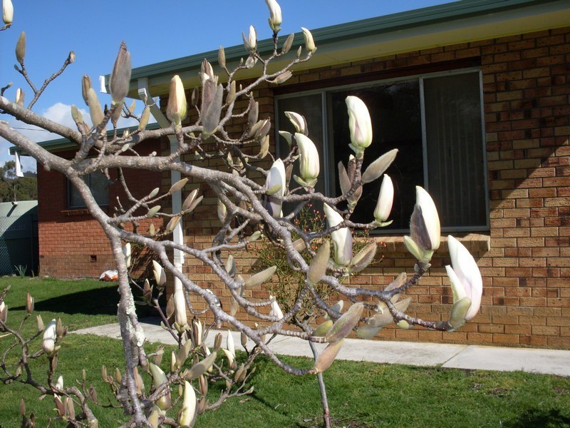 59 Tattersalls Road, Beaconsfield TAS 7270