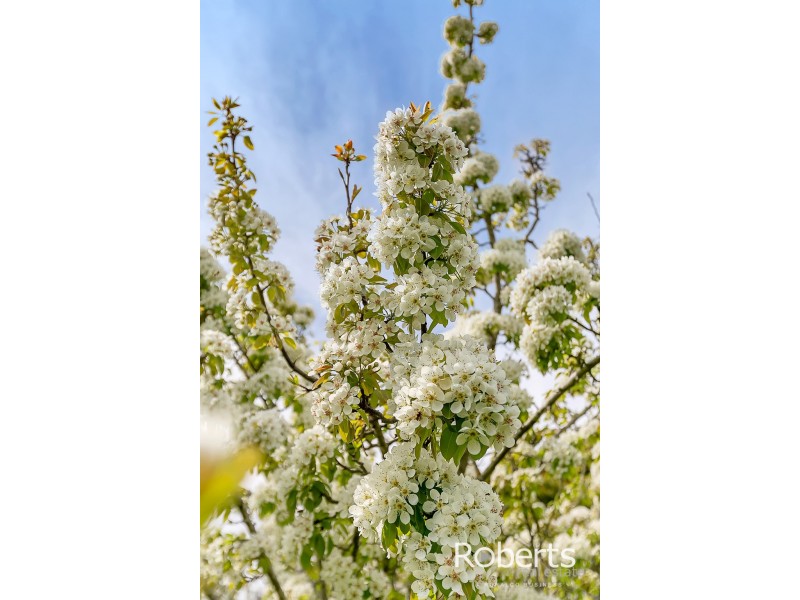 Lot 2, 17 Hudson Street, Sidmouth TAS 7270