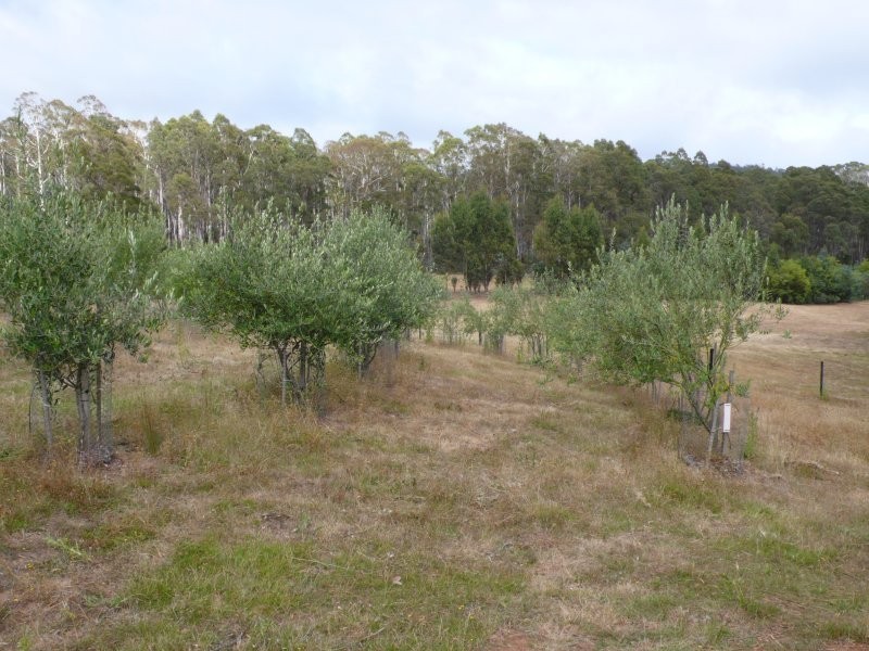 32 Lorikeet Lane, Rosevale TAS 7292