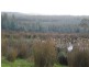 240 Tattersalls Road, Beaconsfield TAS 7270