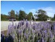 690 Rowella Road, Rowella TAS 7270