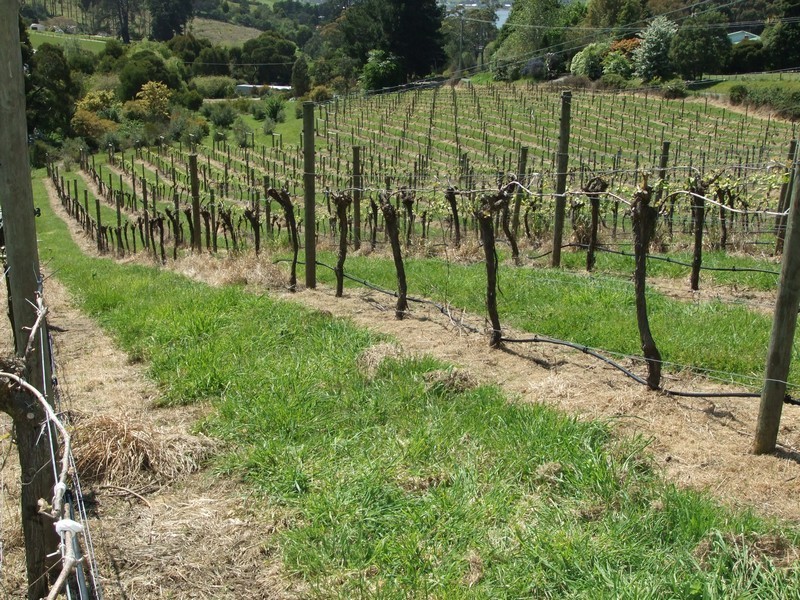 9 Craythorne Road, Rosevears TAS 7277