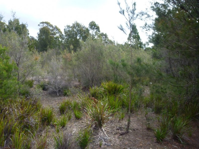 141 Badger Head Rd, Badger Head TAS 7270