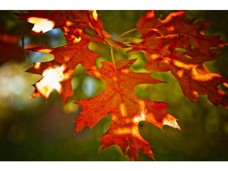 798 Black Hills Rd, Westbury TAS 7303