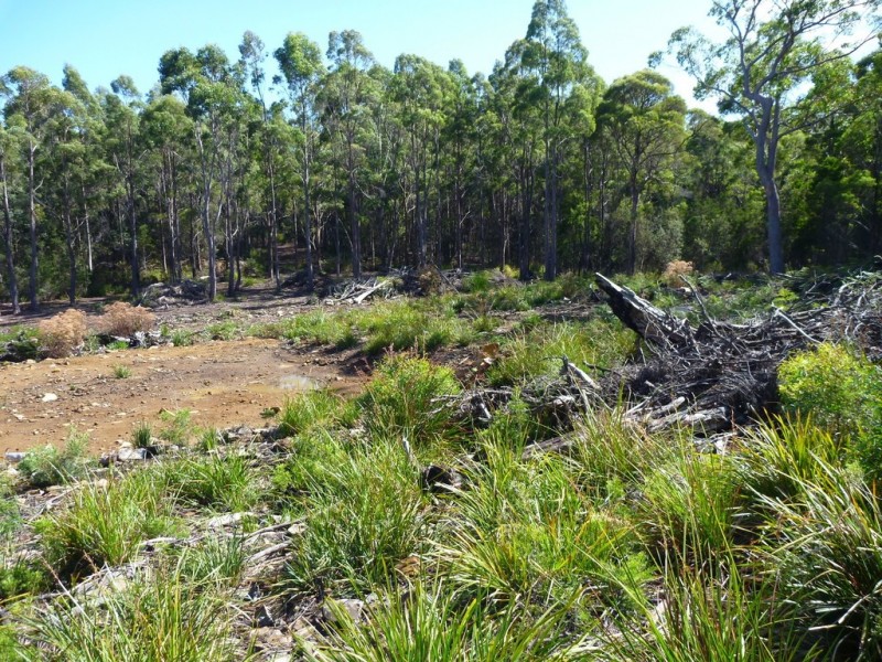 Lot 1 Priestleys Lane, Birralee TAS 7303