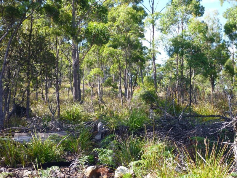 Lot 1 Priestleys Lane, Birralee TAS 7303