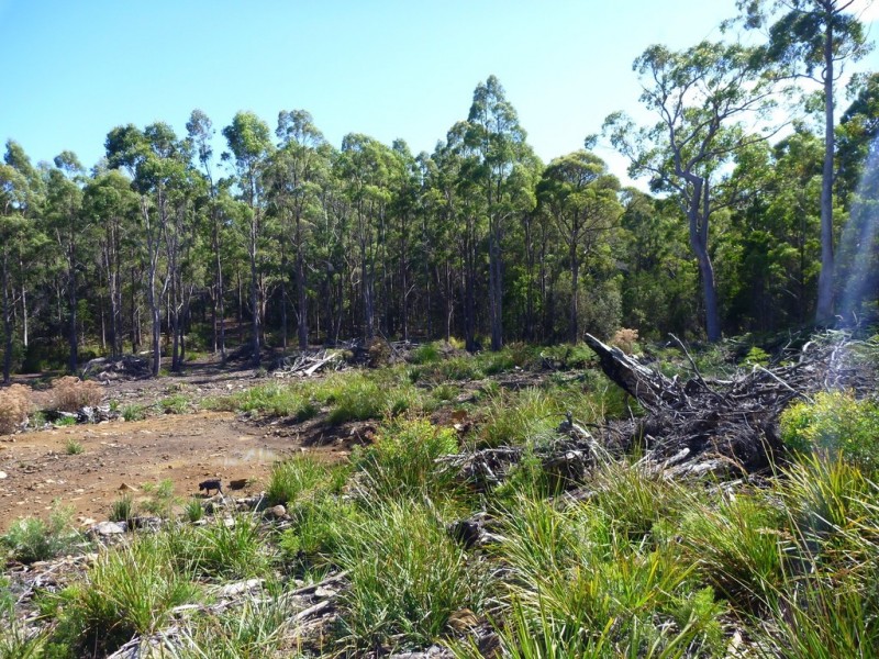 Lot 1 Priestleys Lane, Birralee TAS 7303