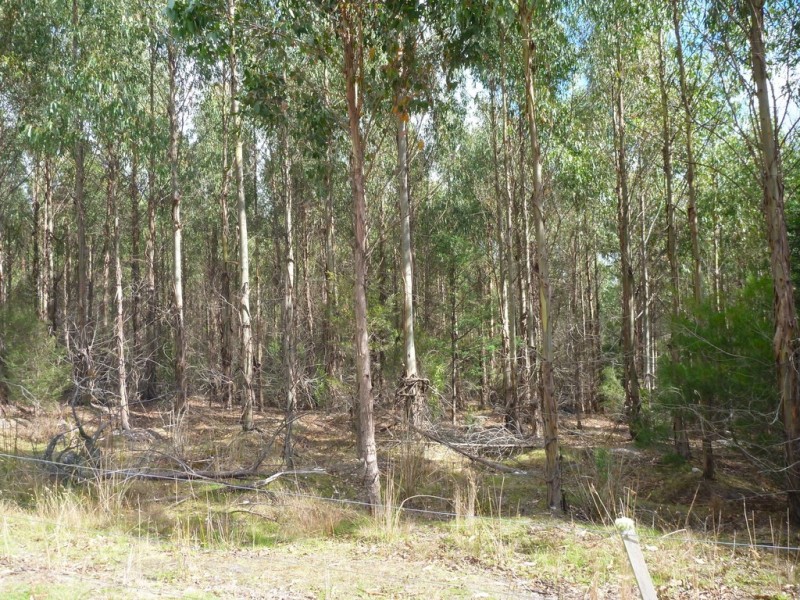 Lot 2 Hodgetts Road, Holwell TAS 7275