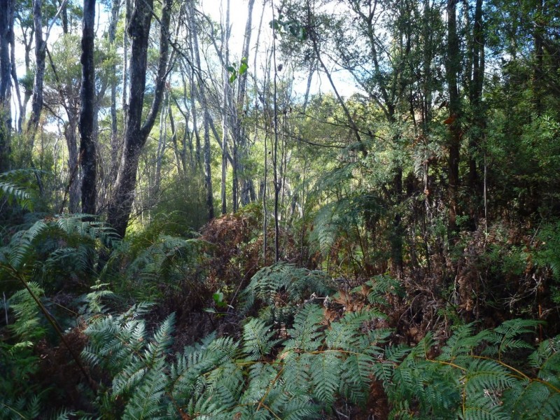 Lot 2 Hodgetts Road, Holwell TAS 7275