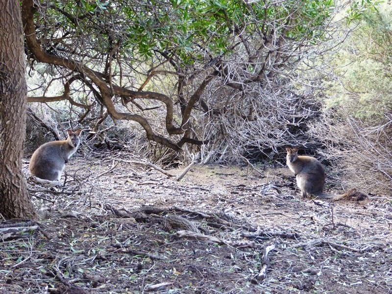 PID 7557661 North East River Road, Flinders Island TAS 7255