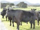 839 Lady Barron Road, Ranga, Flinders Island TAS 7255