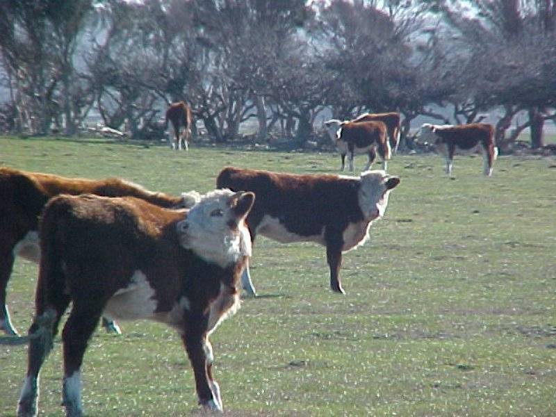 1455 Memana Road, Flinders Island TAS 7255