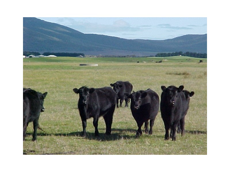 1869 Memana Road, Memana, Flinders Island TAS 7255