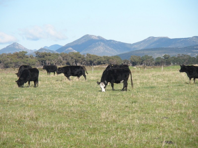2261 Memana Road, Memana, Flinders Island TAS 7255