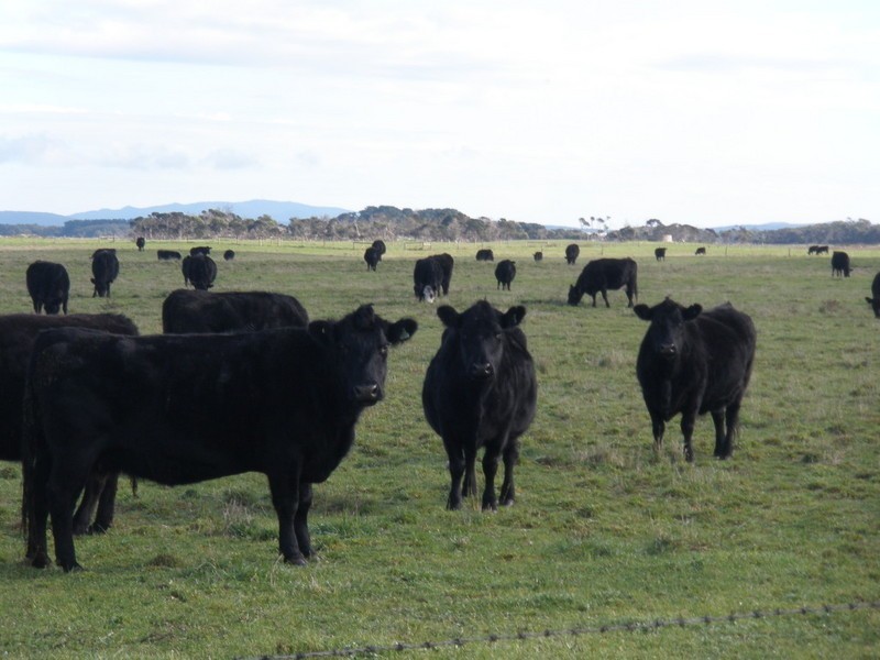 2261 Memana Road, Memana, Flinders Island TAS 7255